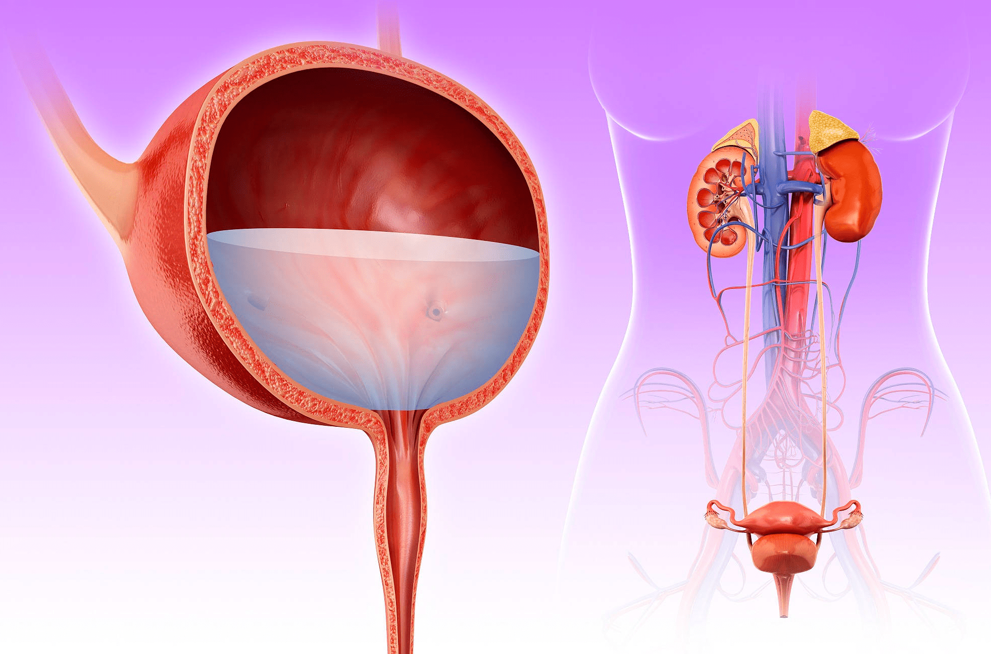 千万别放弃!老公弱精 中度精索静脉曲张,终于传来好消息!_精子_营养_