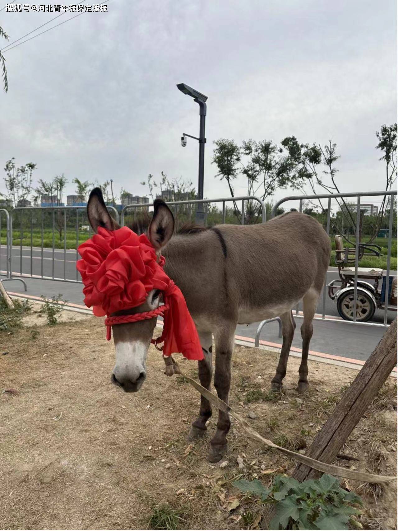 毛驴戴着红花到篮球场,保定"青ba"火了!_赛场_奖品_比赛