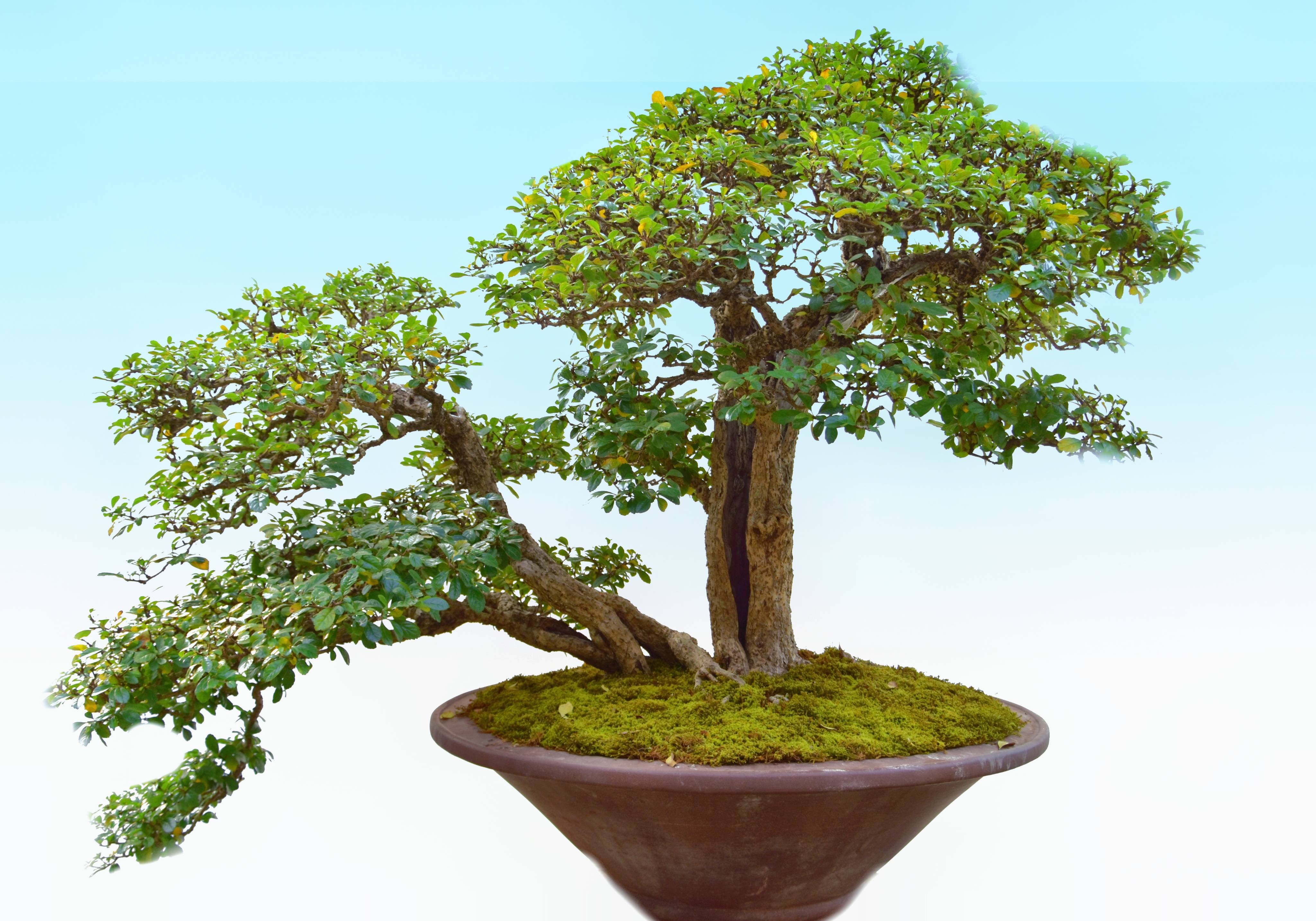 "盆景世界 非遗之美"——中国盆景艺术大师林鸿鑫的"九个第一"_展览