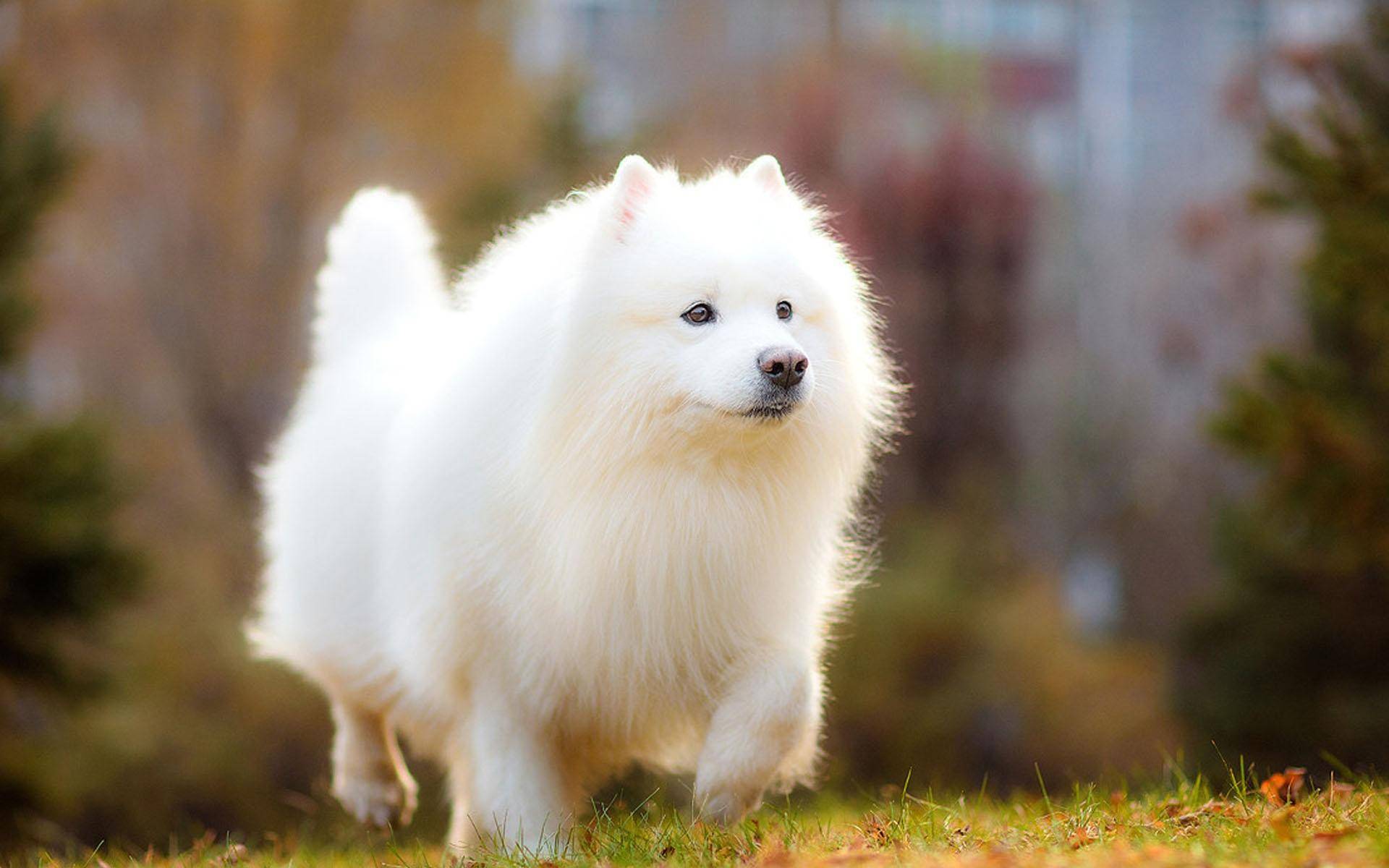 普安特宠物药科普:毛发经常打结的狗狗需要怎样护理_毛结_问题_饮食