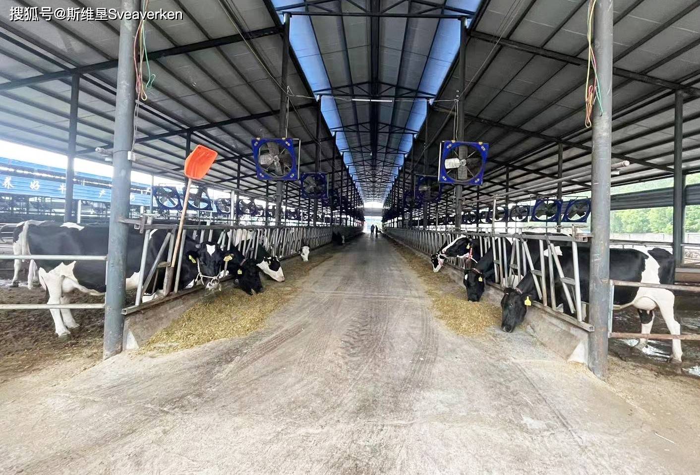 中小型牧场的智能化之路——双富牧业_斯维_机器人_效率