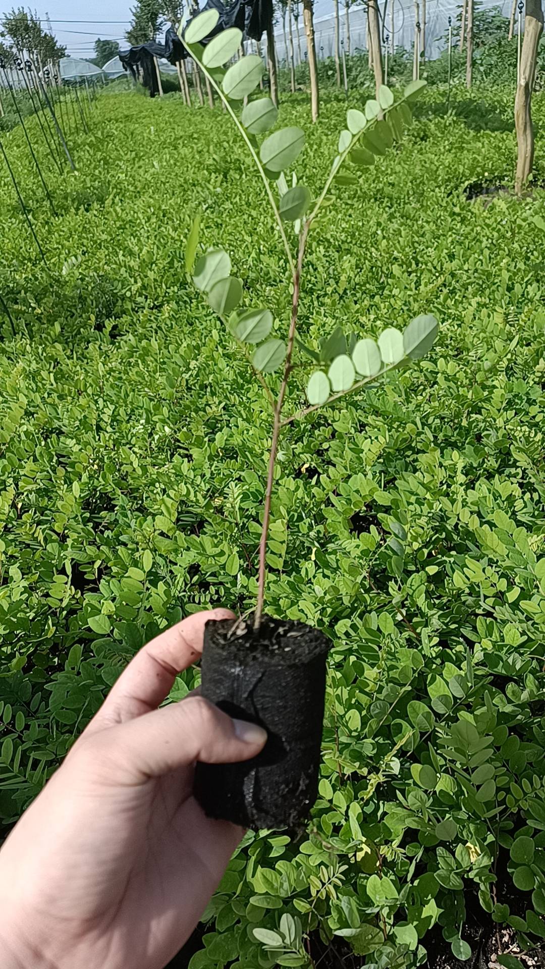 泓森槐种苗供应电话