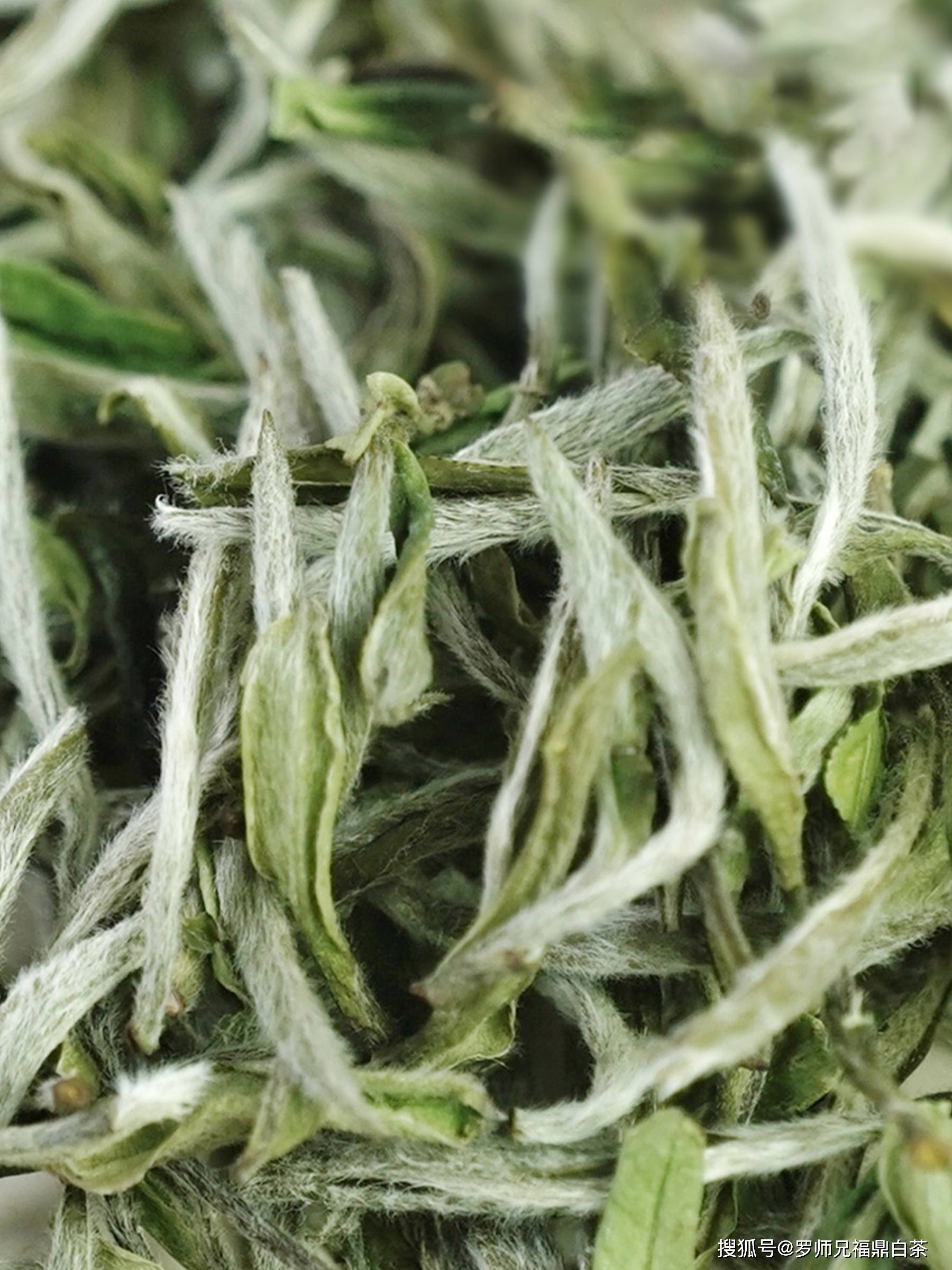 这款白毫银针会让你爱上福鼎白茶!