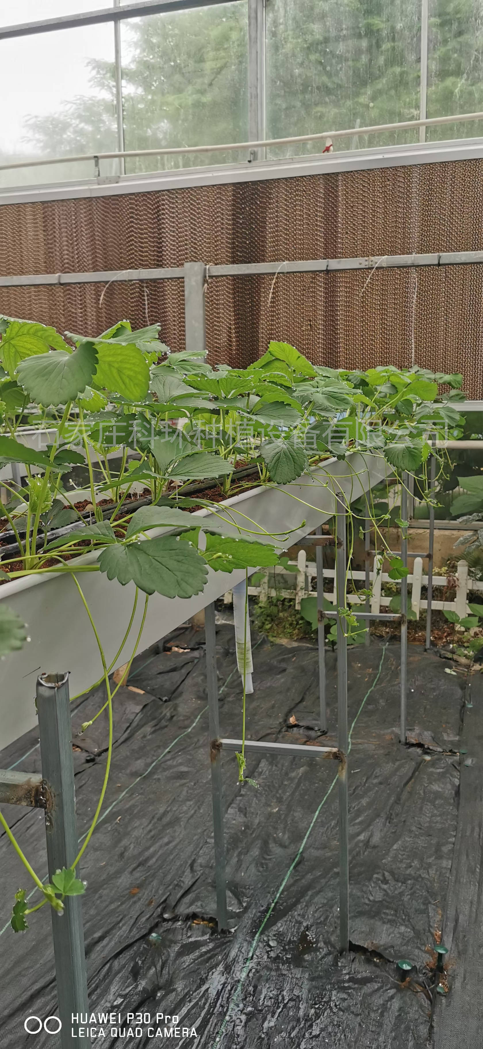 草莓种植如何避免重新打垄种 科环草莓立体种植槽 无土栽培草莓槽