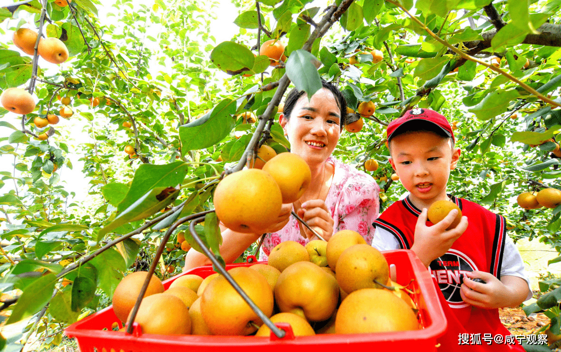 水果飘香采摘忙_梨子_果园_咸安区