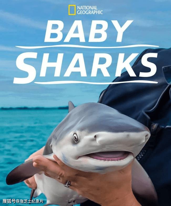 9752-国家地理《鲨鱼宝宝成长记 Baby Sharks 2022》英语中英双字 官方纯净版 1080P/MKV/2.44G 鲨鱼成长记
