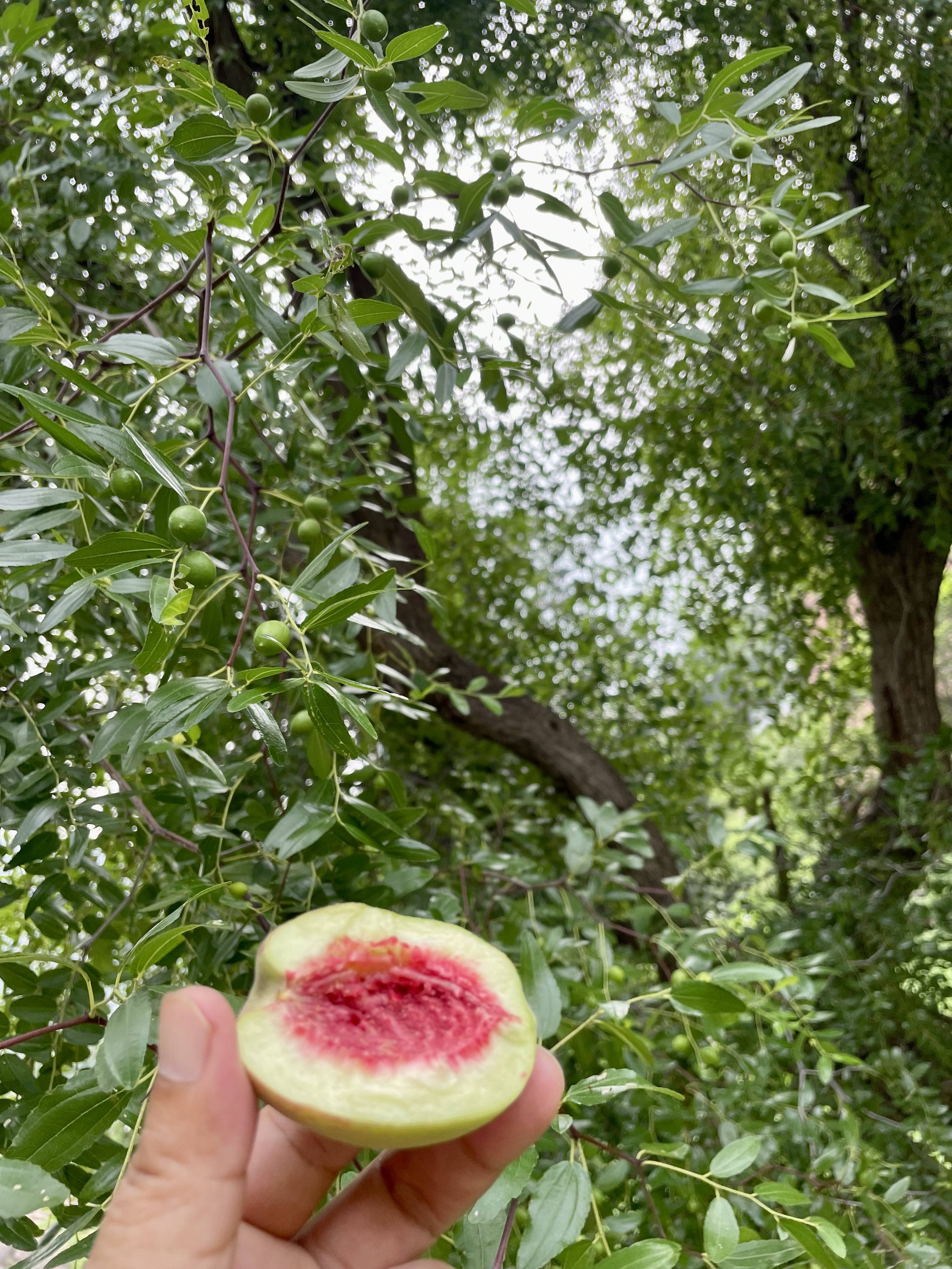 山桃树牌设计图片