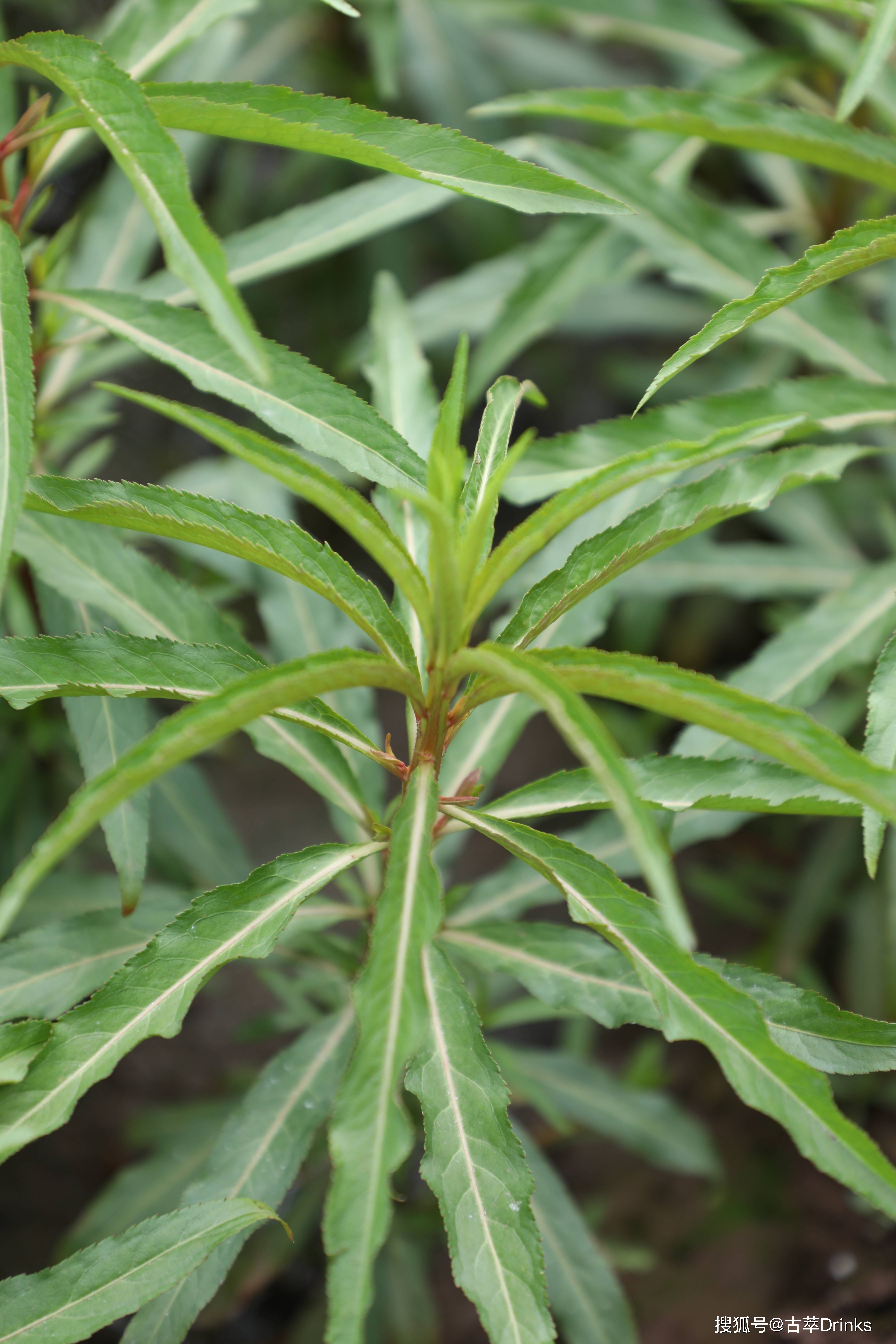 生长于北纬28度,神秘苗疆腹地,古蔺赶黄草究竟"神仙"在哪里?