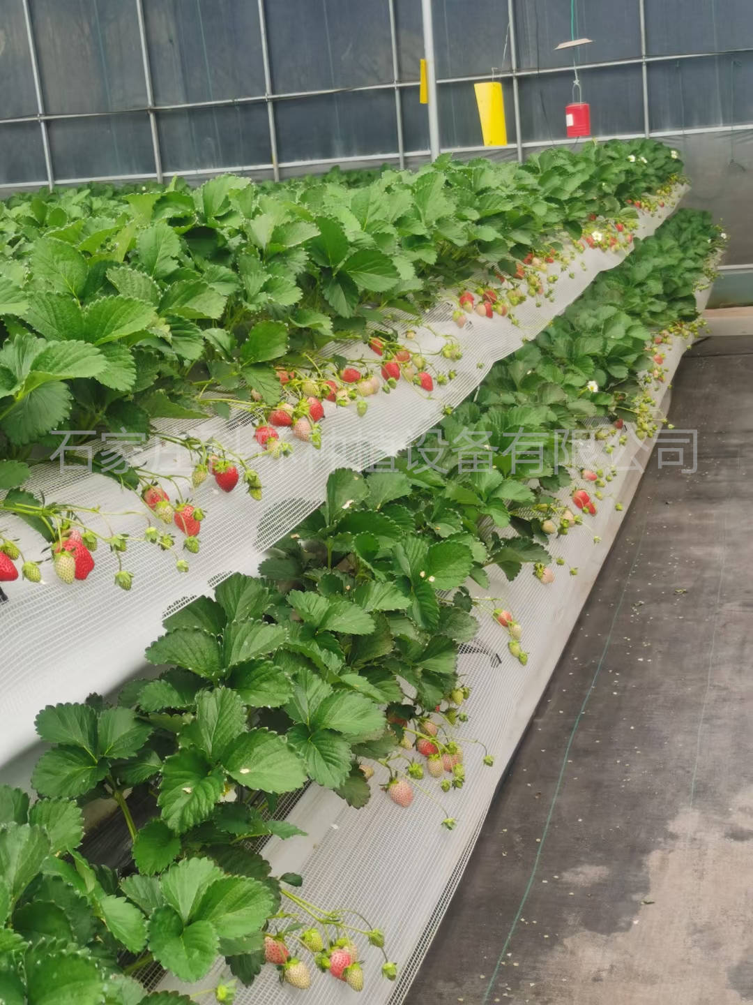 种植草莓的最佳时间是什么时候 草莓种植槽厂家 立体栽培槽 科环