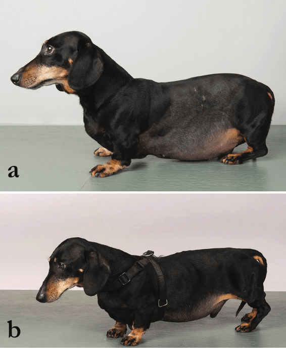 猫狗的库欣综合征_宠物_机能_疾病