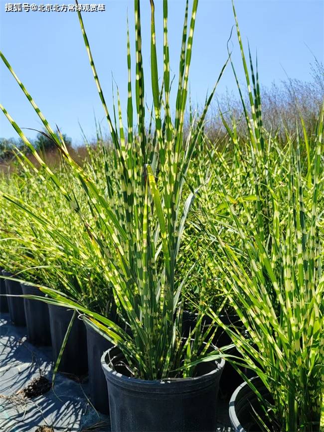 北方常绿观赏草-斑叶芒的介绍!_种植_园林_观赏植物