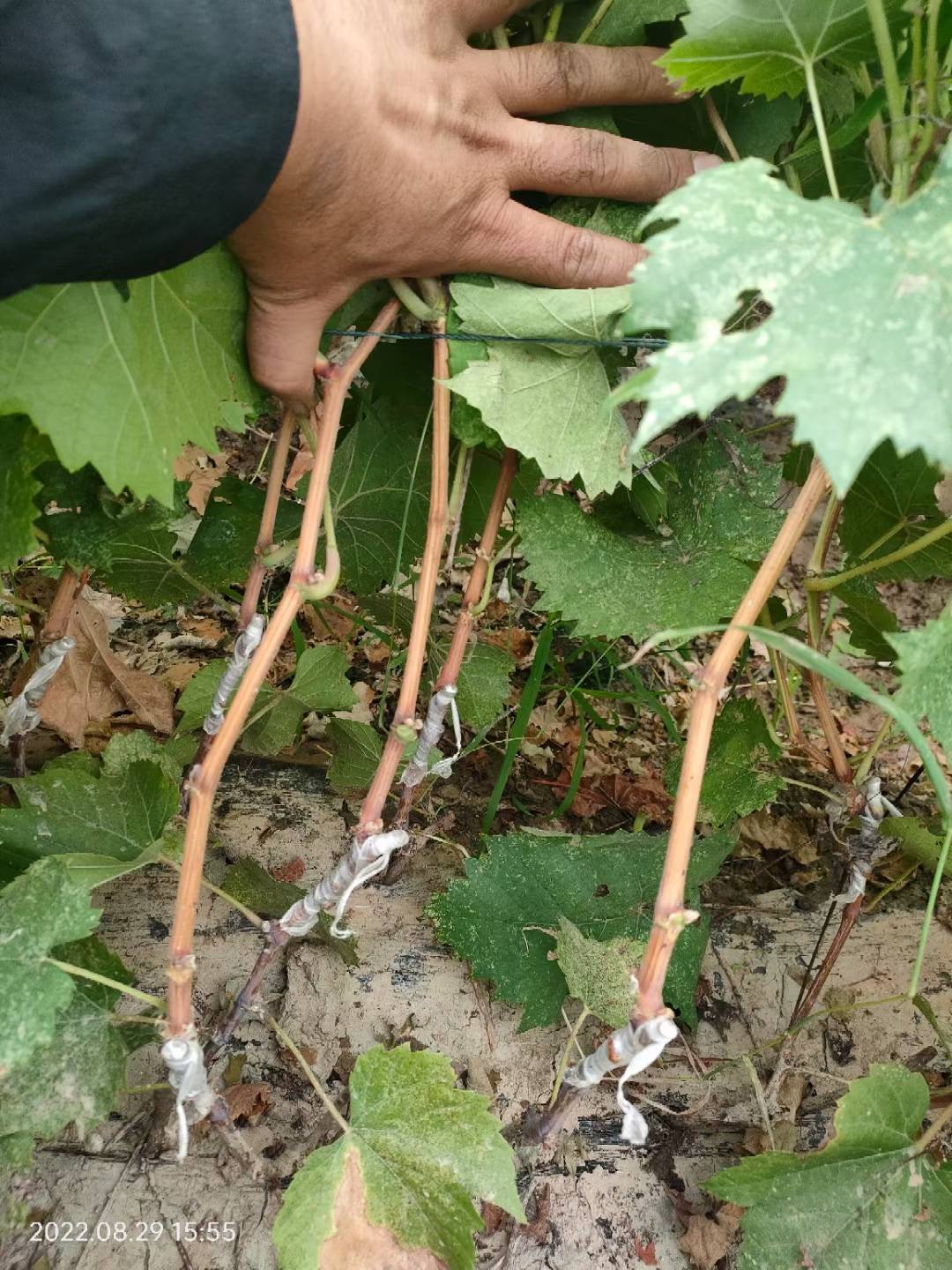 5bb砧木嫁接的妮娜公主葡萄苗具备好上色的特性_口感_优势_较好的