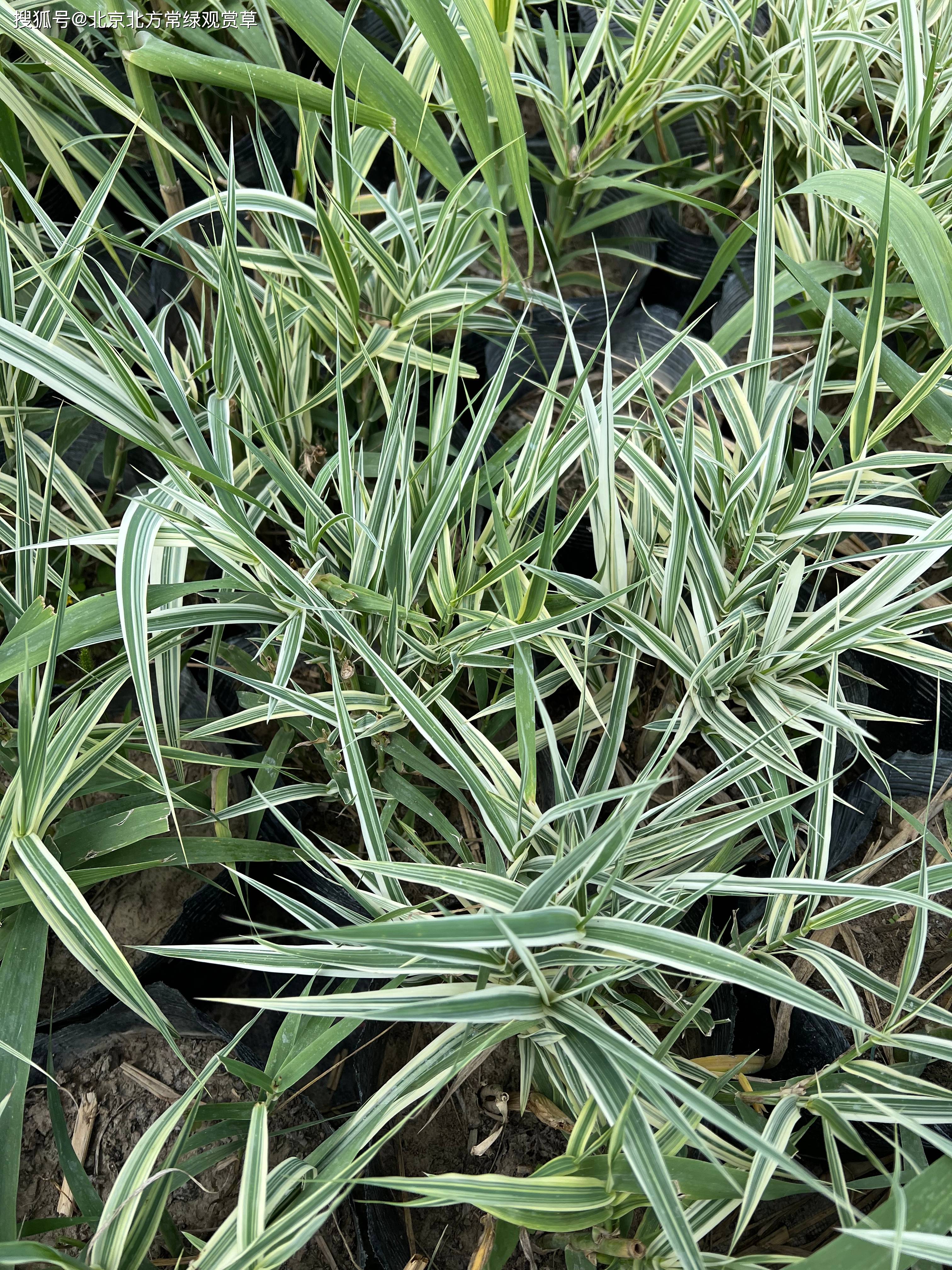 花叶芦竹基地带你认识花叶芦竹(花叶芦竹的介绍)