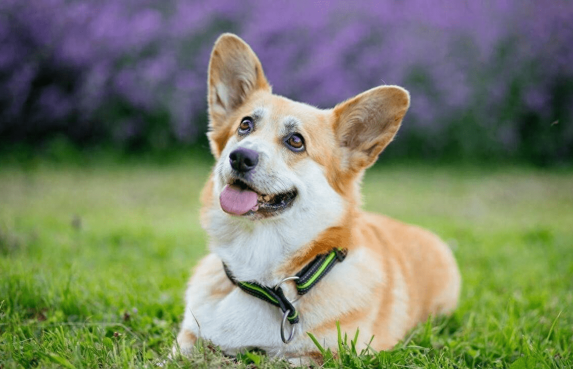 生 肖狗,划走就是你的损失,2024 人旺财旺运气旺,有福有运你最旺_生命