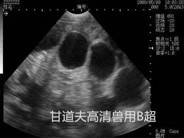 便宜猪用b超多少钱高清无线猪b超背膘眼肌测定仪价格报价波动规律