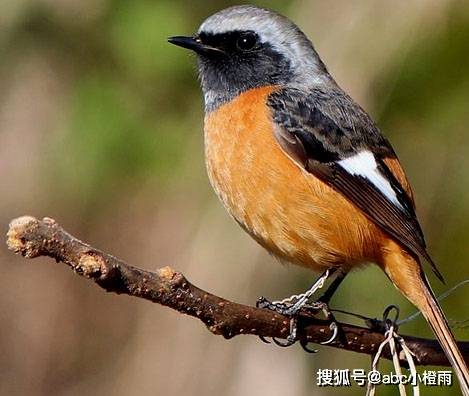 火燕的魅力四溢:让人叹为观止的生物_飞行_进行_繁殖