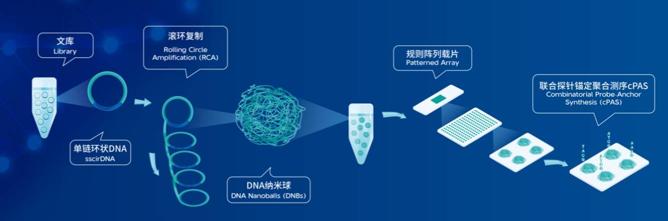 華大智造測序儀dnbseq測序技術解讀_單鏈_序列_陣列