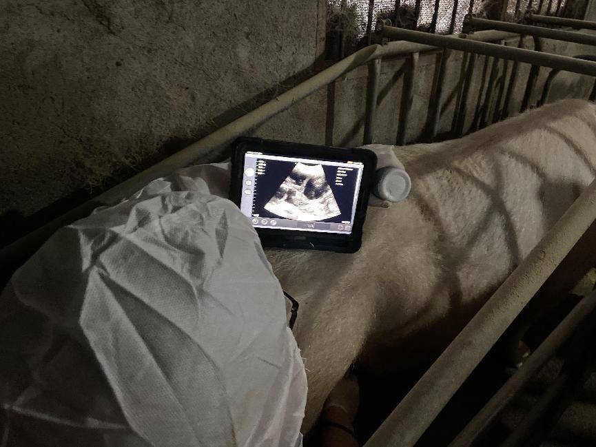 猪怀孕60天b超图像图片