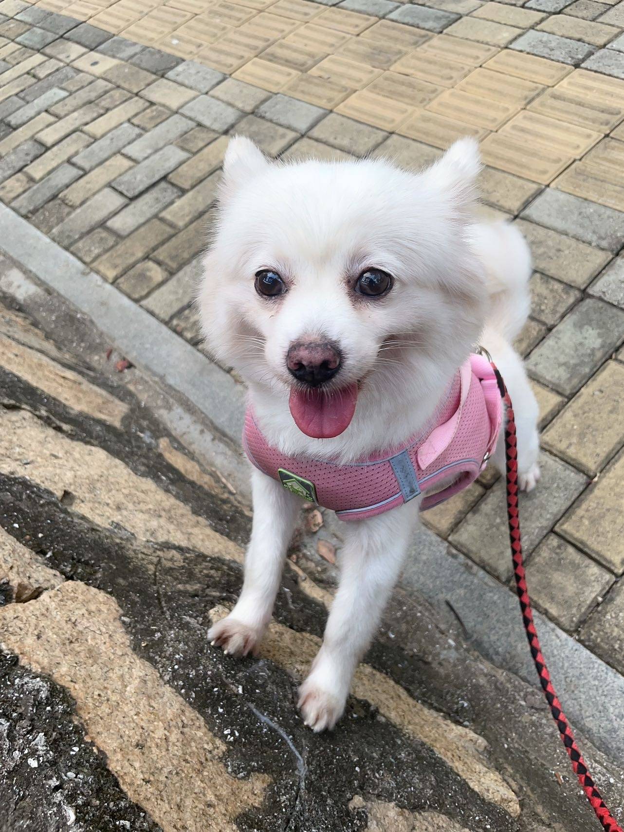 福建省厦门市翔安区《有偿寻狗》——1000寻"银狐犬"_余小萌_南洋