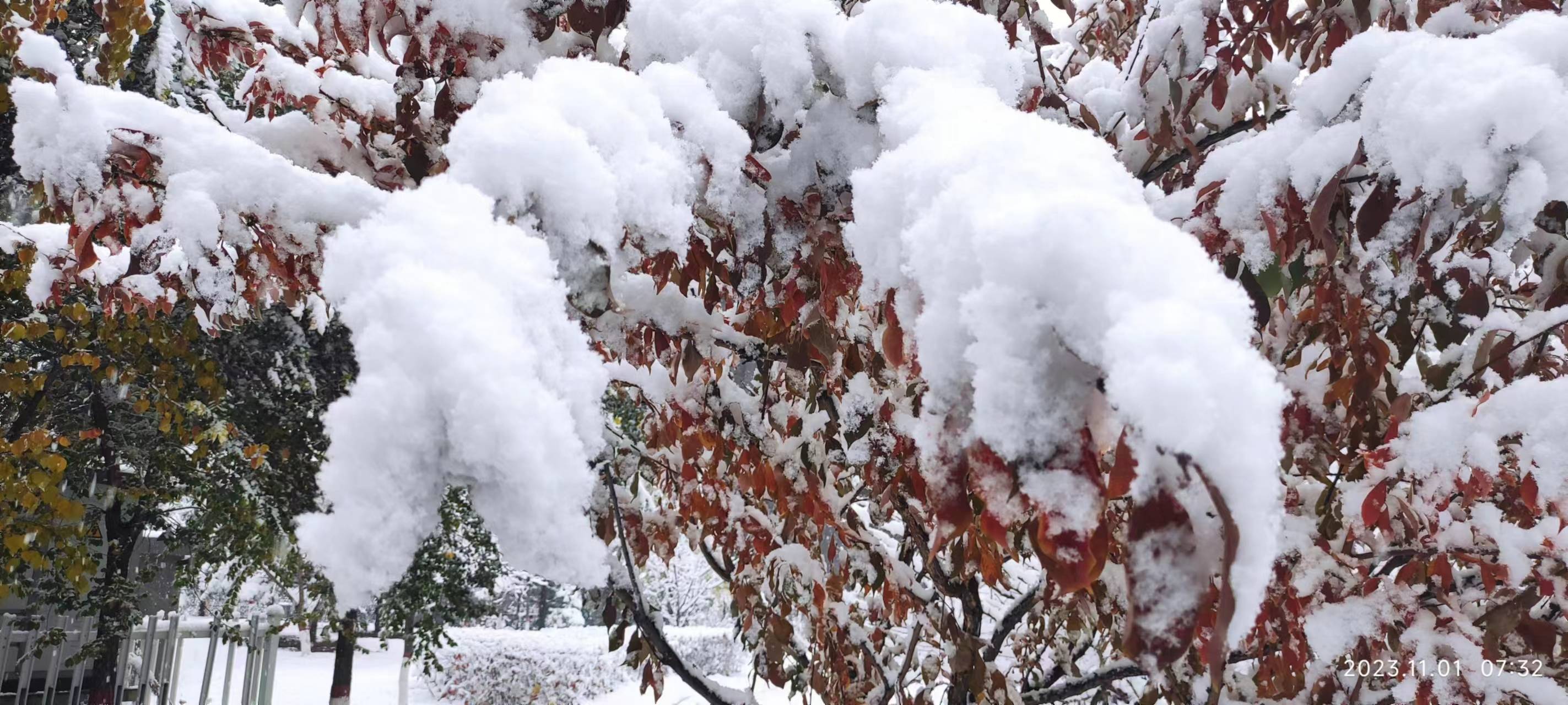 长春第一场雪景图片图片