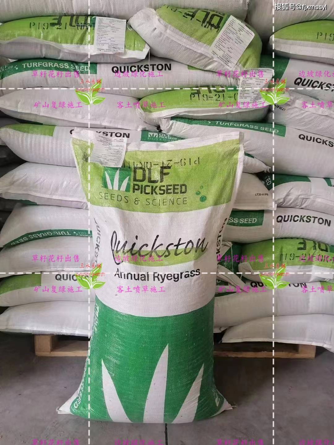 西宁至格尔木青海草原的候草籽之旅