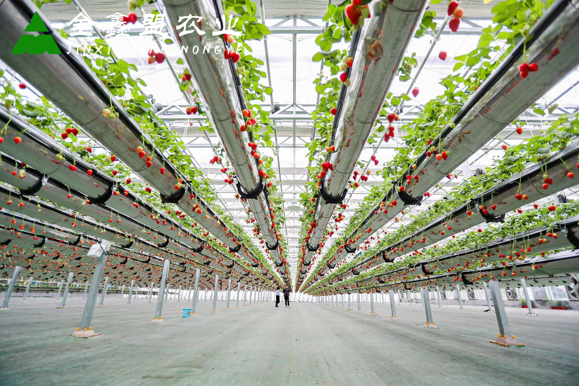 金鑫盟农业探秘空中升降草莓种植系统:造价与选材关键因素
