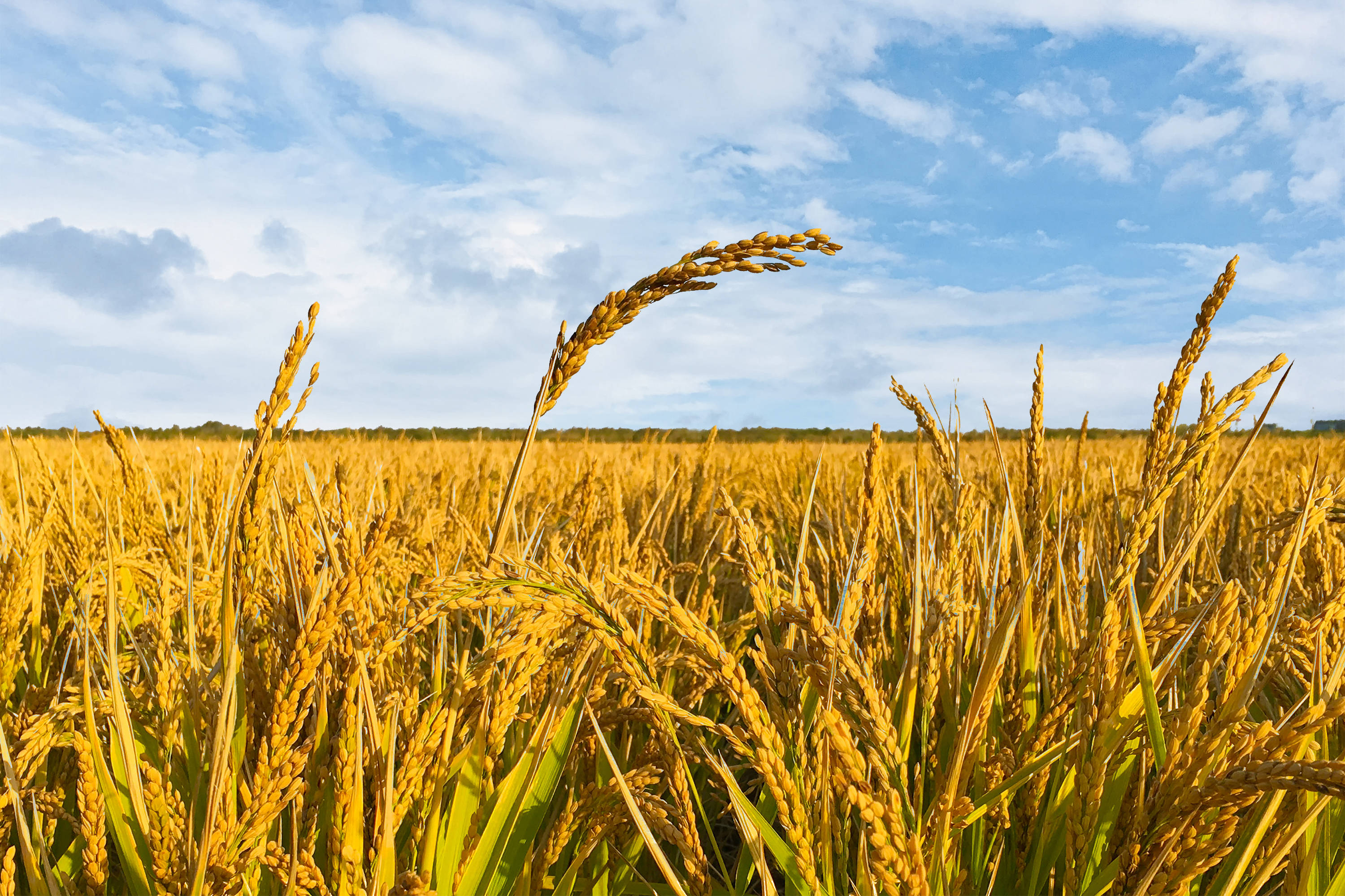 毅心:几度岭南秋声_柚子_栗子_酷暑