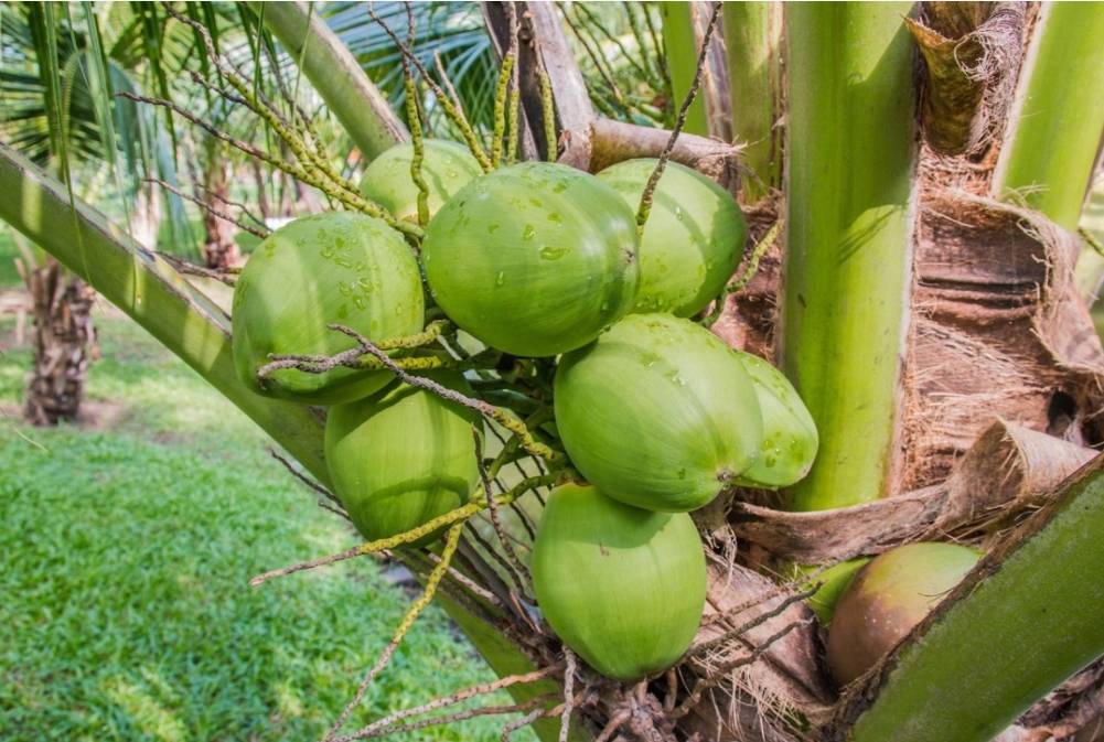 大王椰子:热带之王的甘甜果实