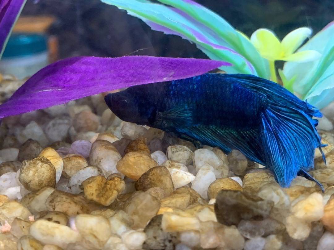 鱼趴缸的原因及解决方法,鱼趴在鱼缸底下不爱动是怎么回事_解决方案