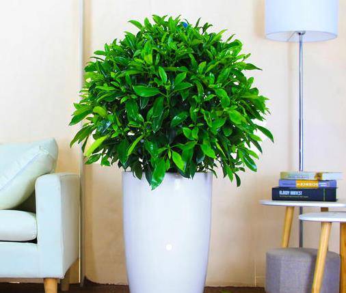 室内真正的"吸毒大王",有钱没钱都要养一盆_绿色植物_空气_吊兰