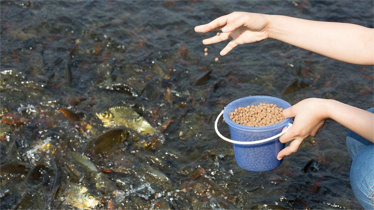 怎么改变鱼塘水质?如何调节好鱼塘的水质?这几种方法很适用!