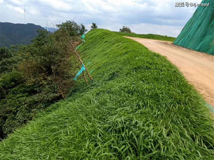 公路植草护坡图片