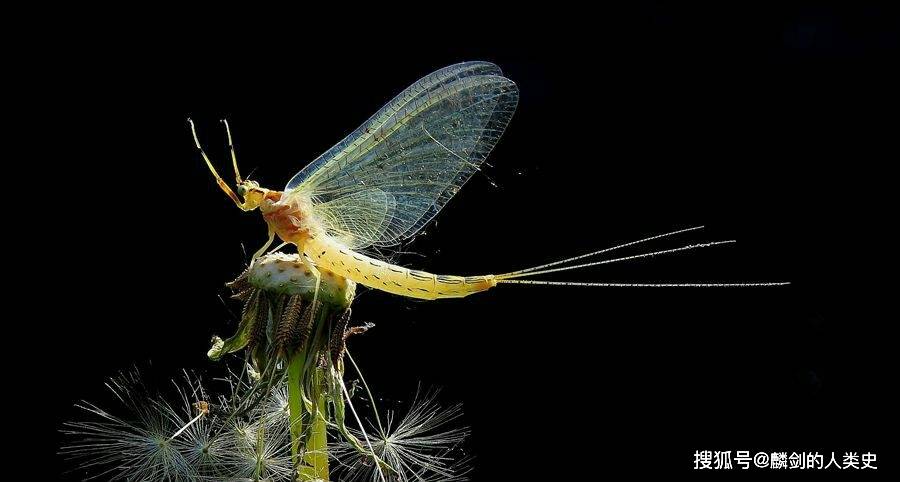 【動物界全系列】有翅亞綱—長基蜉蝣目_幼蟲_化石_昆蟲