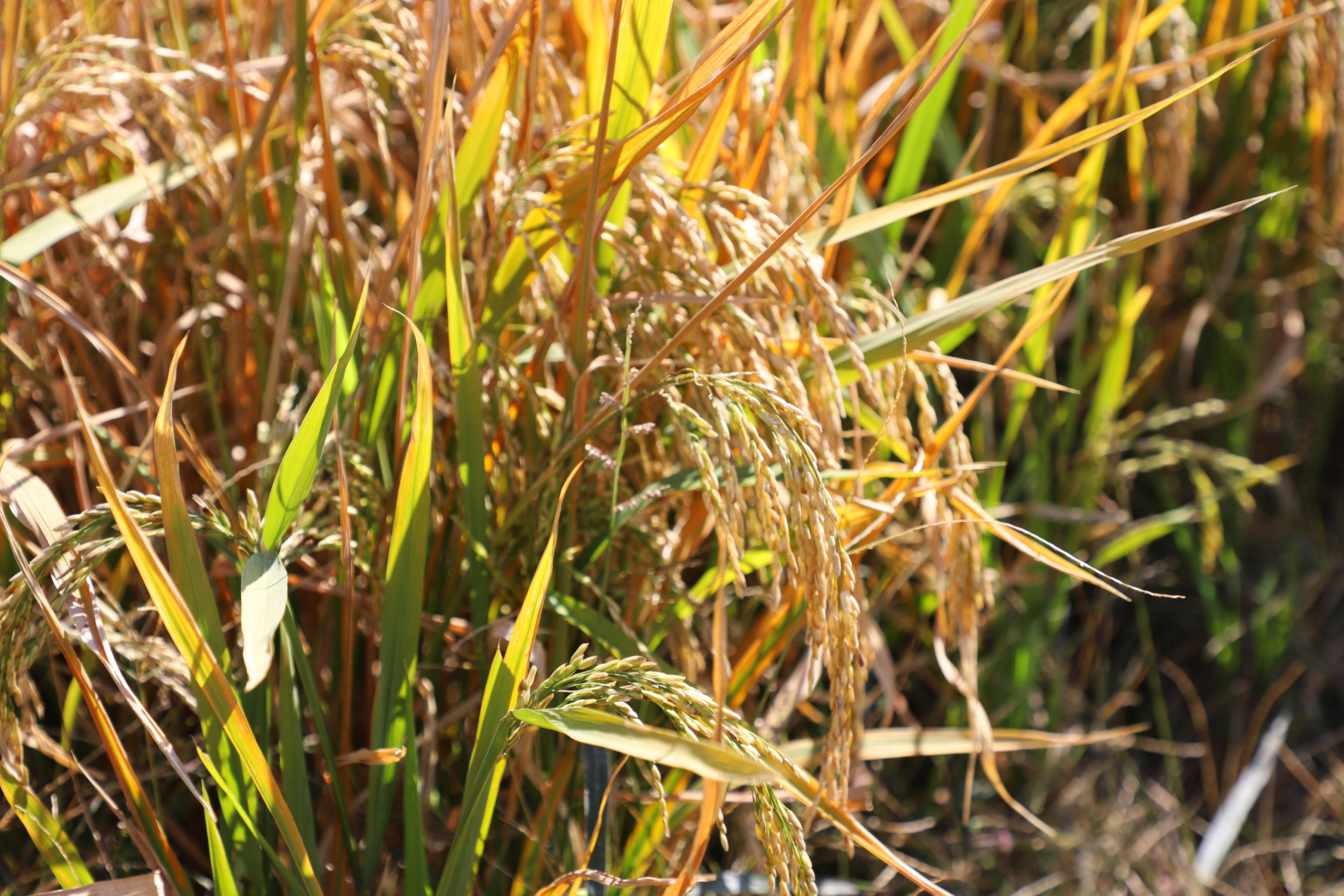 枣庄市台儿庄区泥沟镇旱稻飘香长势喜人
