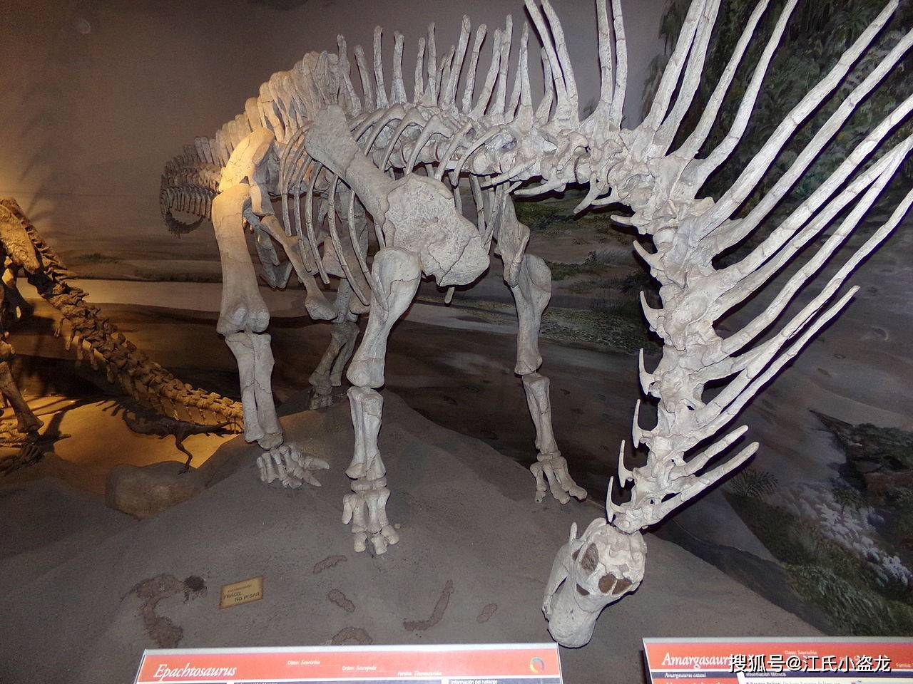 阿马加龙的化石发现于阿根廷的内乌肯省,时间是1984年