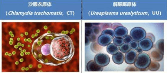 支原體和衣原體的區別究竟是啥_致病_細胞壁_抗生素