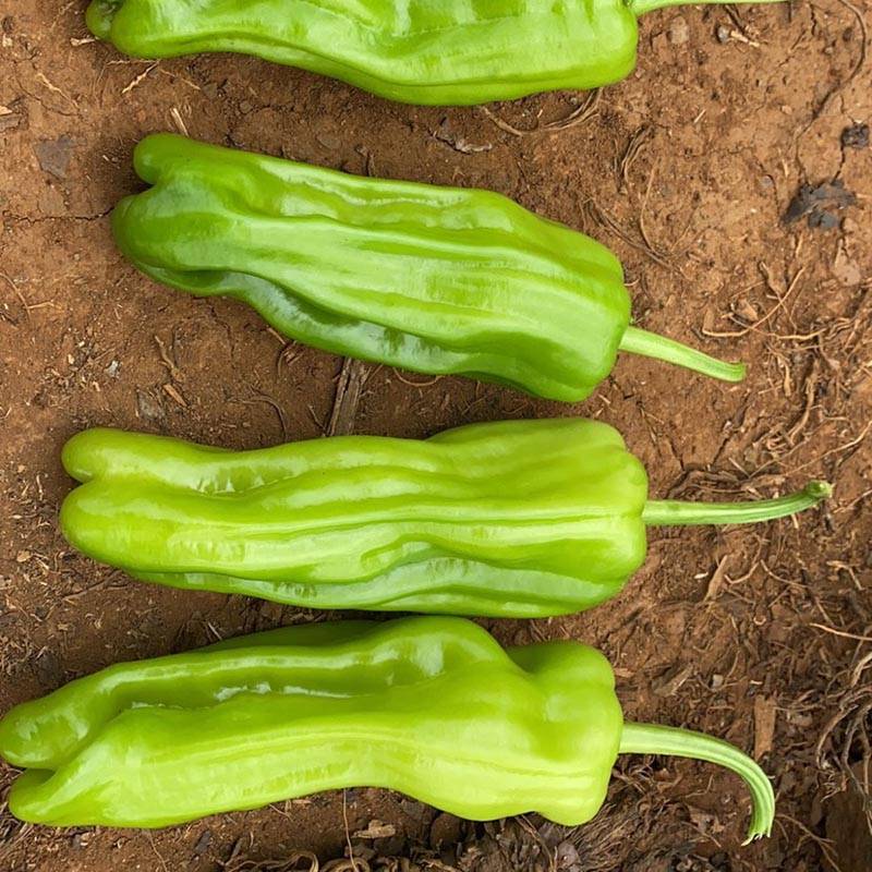 同乐新优芜湖椒薄皮椒种子一袋一千粒正品包邮_种植_栽培_区域