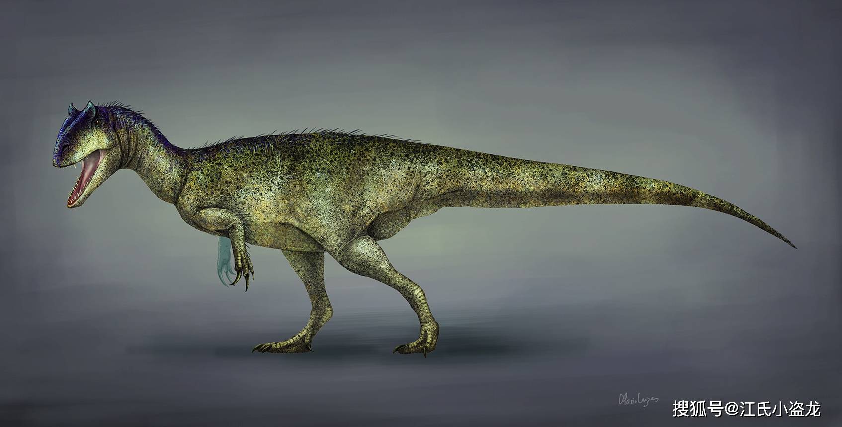 谭氏_王龙_龙的