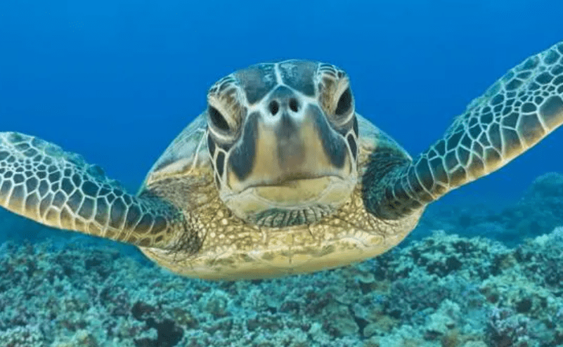 海水很鹹不能直接喝,那海洋動物不會口渴嗎?