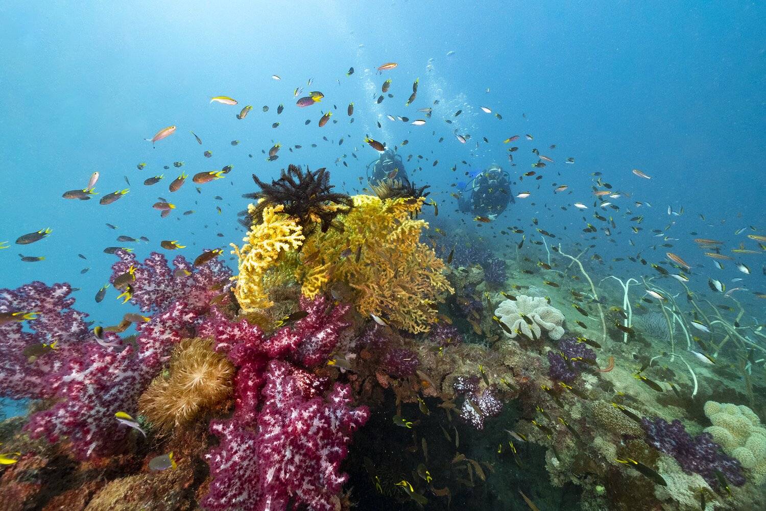 澳大利亚大堡礁的秘密知多少?海洋生物学家为你揭晓