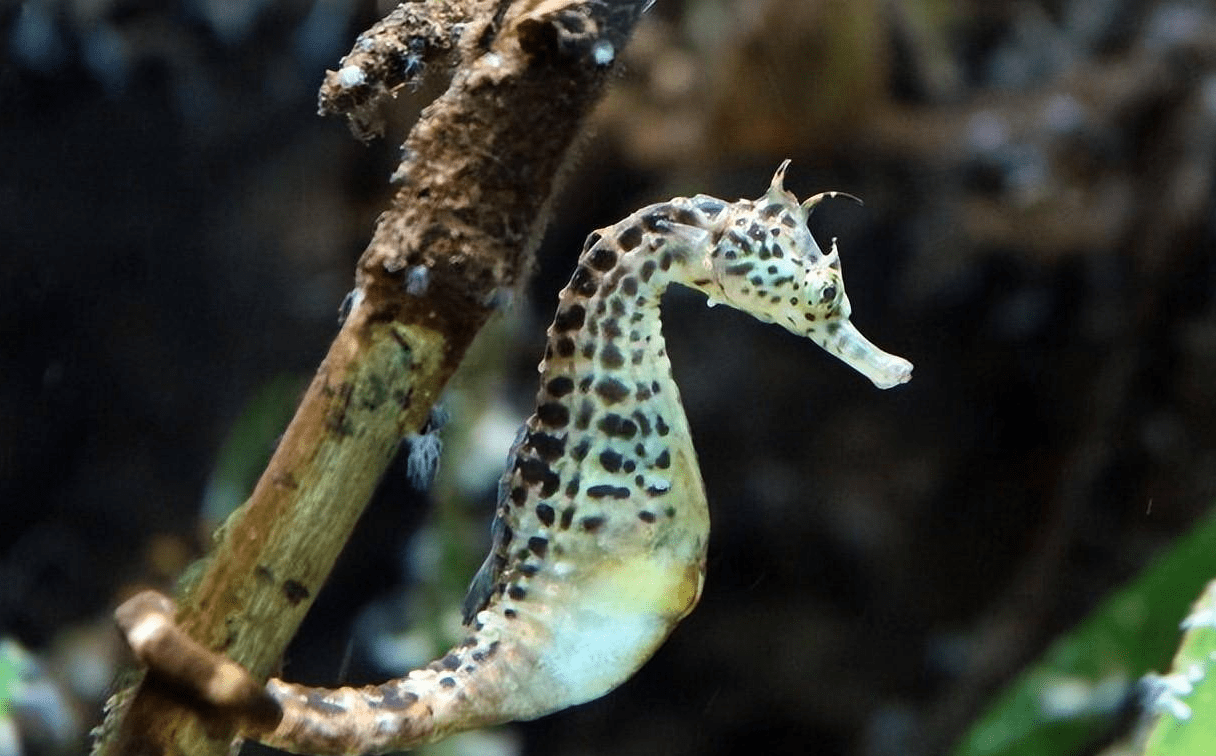 海洋中奇葩的生物，直立游泳食物无胃消化，演化史上的另类—海马(图5)