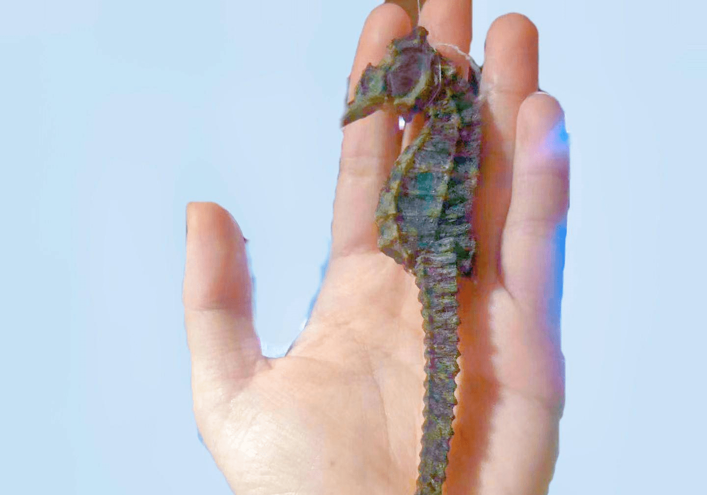 海洋中奇葩的生物，直立游泳食物无胃消化，演化史上的另类—海马(图3)