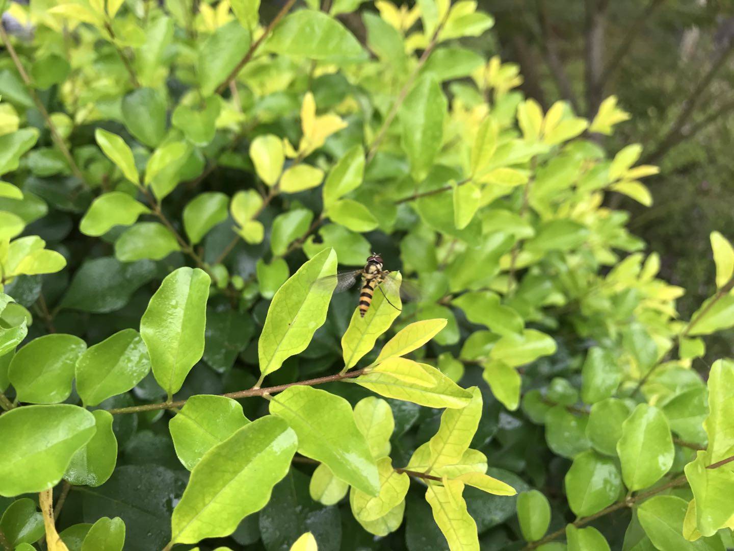 小蜜蜂(图片作者自拍)