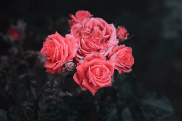 4月29日到5月5日三大生肖运气很好 鸿运高照吉星高照 老鼠 工作 性格