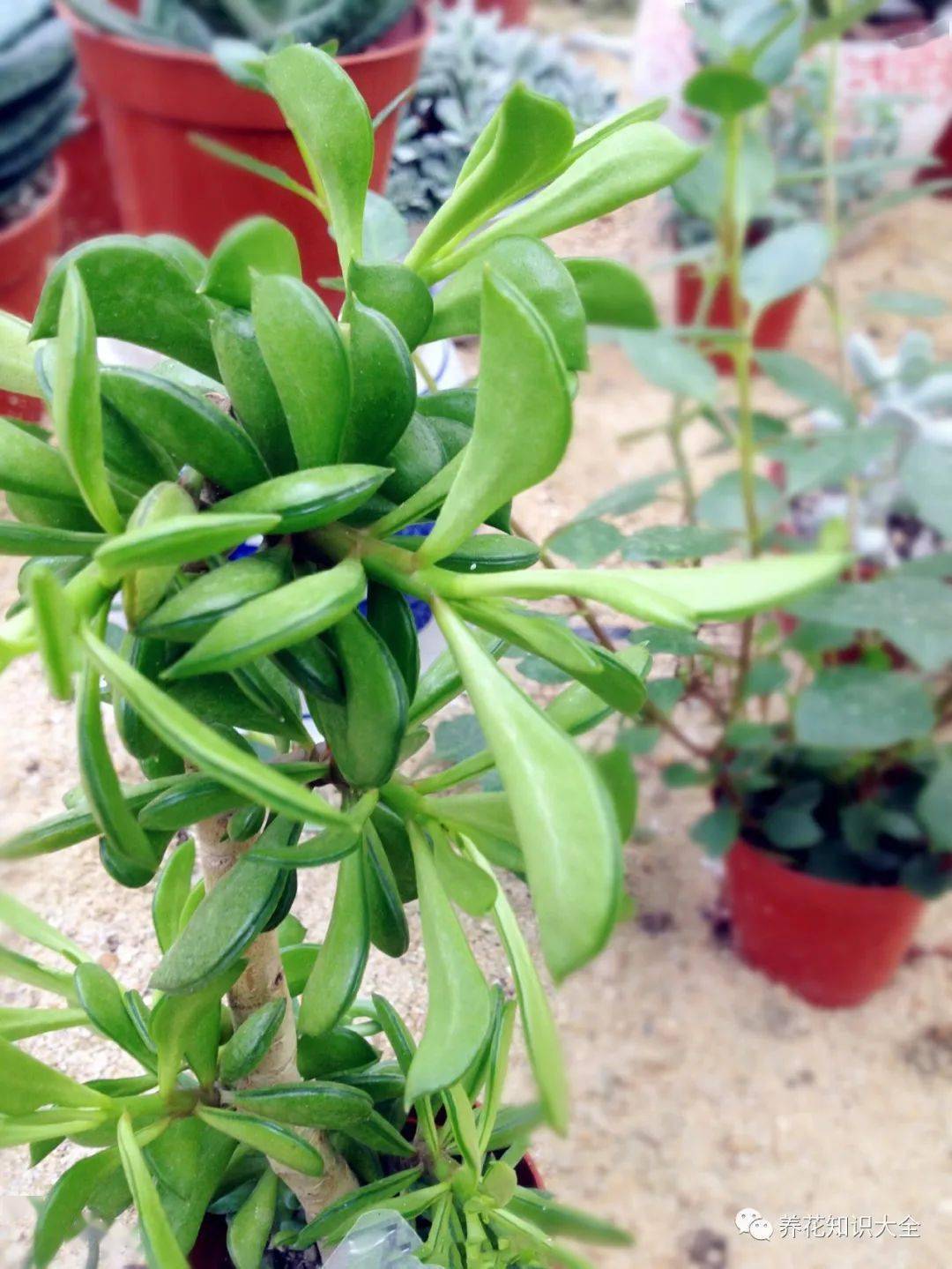 模样像把大砍刀的"欢乐豆",阳台上养一棵真有趣!_植物