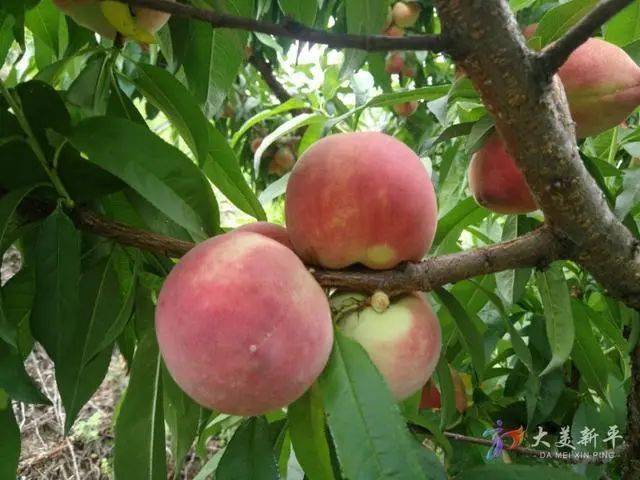 7000亩建兴乡桃子成熟上市