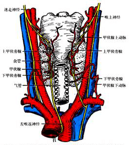 甲状腺下动脉解剖图图片