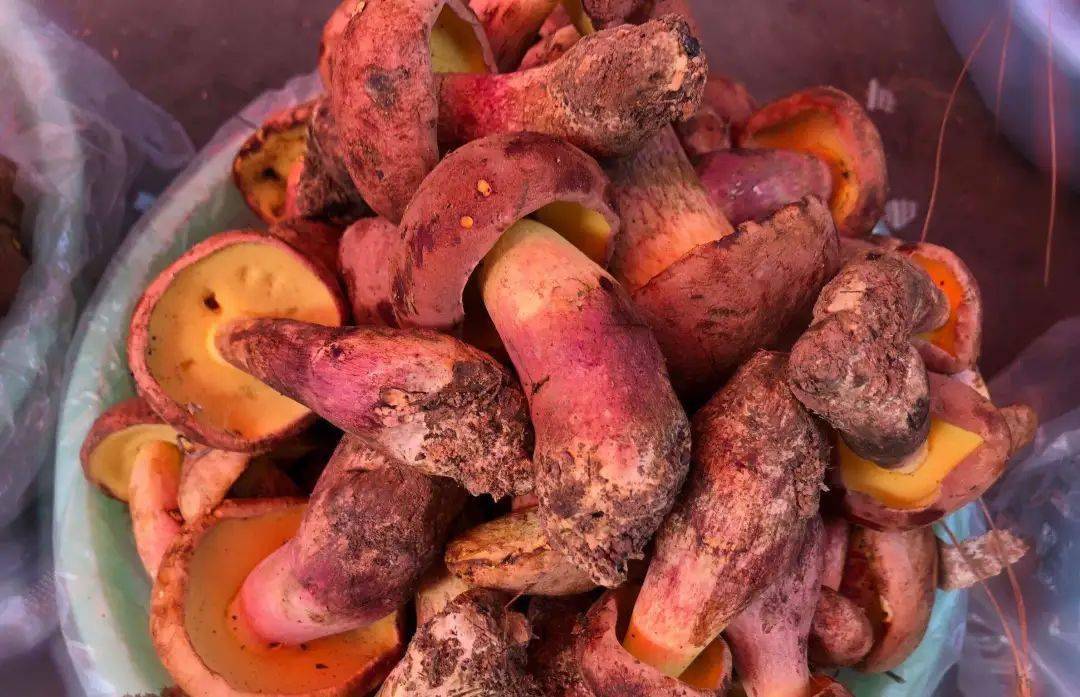 【潮玩】夏日餐桌狂欢季,野生菌上市啦!_鸡油菌