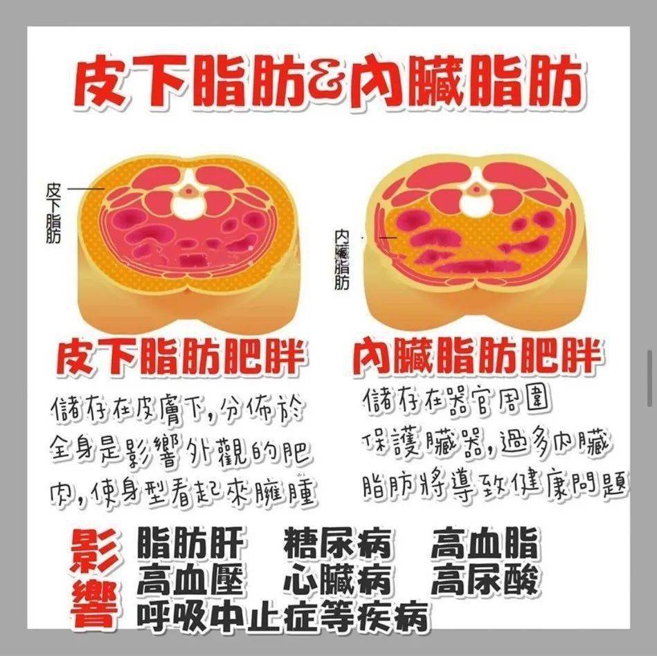 膳食宝典不当肚子大一回事内脏脂肪影响可不止外观