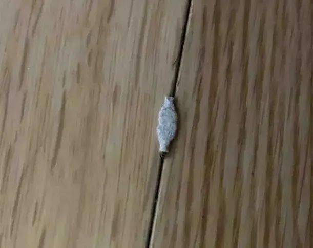 每天抓十几只广东男子家中频现怪虫专家可能在衣物里产卵